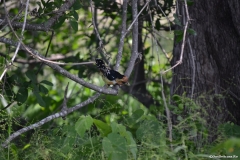 Kruger00589