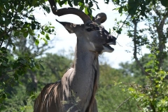 Kruger00650