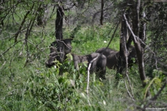 Kruger00668