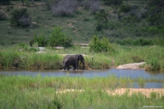 Kruger00674