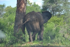Kruger00688