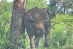 Kruger00689