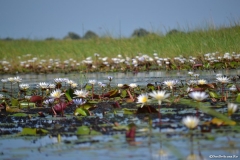 Okavango00355