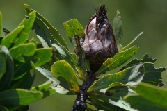 AfricaS00843
