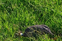 AfricaS00963