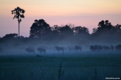 Okavango00053