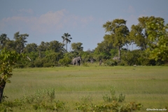 Okavango00670