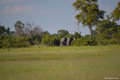 Okavango00692