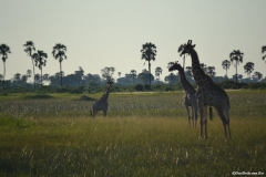 Okavango00936