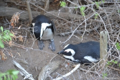 Cape-Town00351