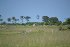 Okavango00249