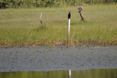 Okavango00125