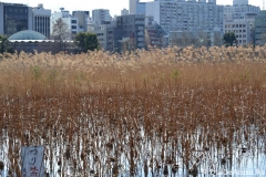 Zona Ueno