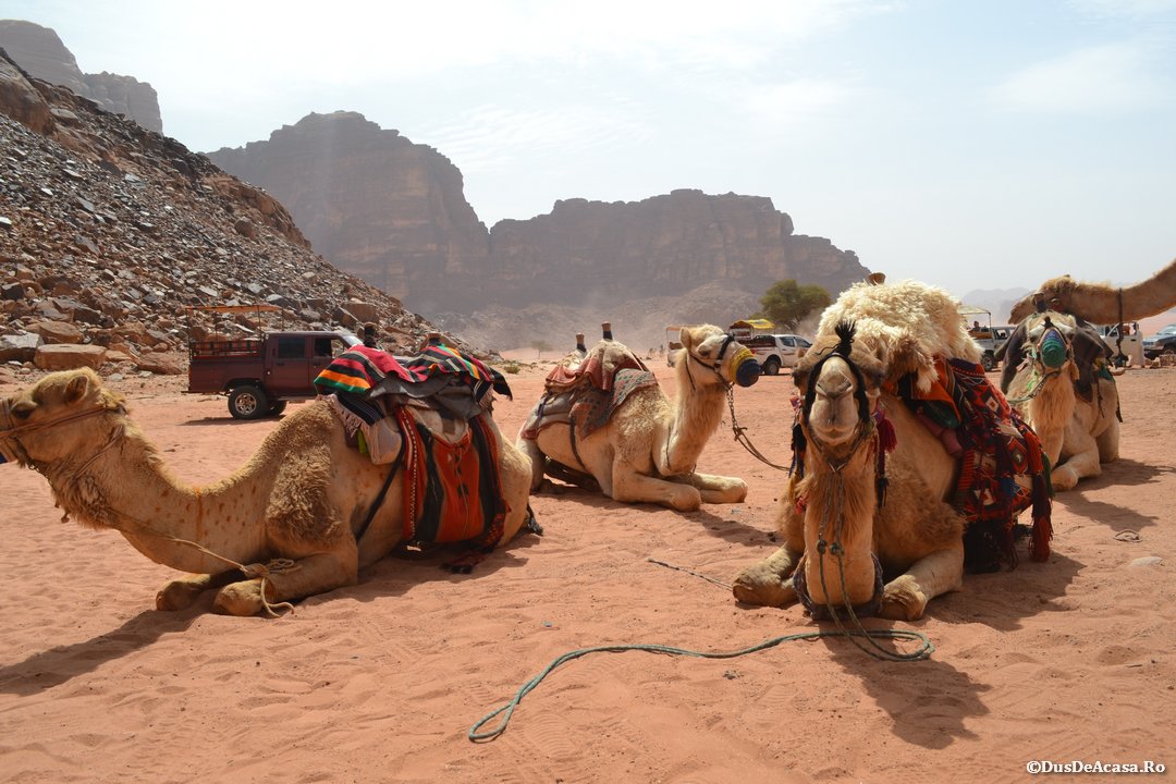 Petra, Aqaba și Wadi Rum – the basics (7)