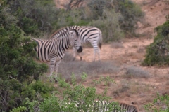 AfricaS00758
