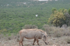 AfricaS00795