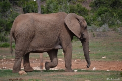 AfricaS00848