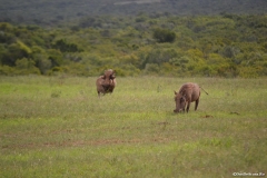 AfricaS00880
