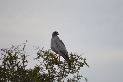AfricaS00705