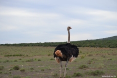 AfricaS00719