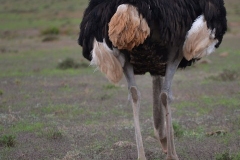 AfricaS00722
