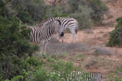 AfricaS00759