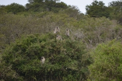 AfricaS00896