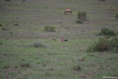 AfricaS00897