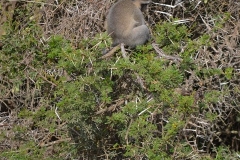 AfricaS00926