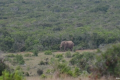 Addo100007