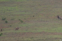 Addo100010