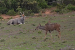 Addo100012