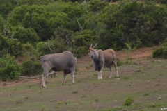 Addo100013