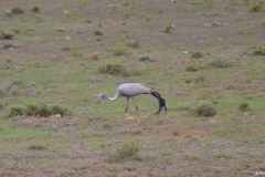 Addo100014