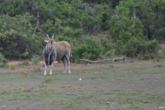Addo100015