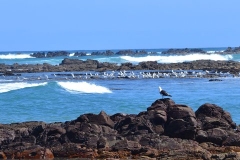 GardenRoute00274