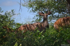 Kruger00493