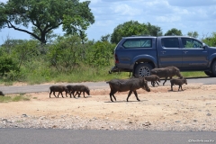 Kruger00496