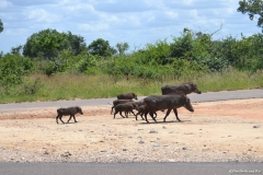 Kruger00499