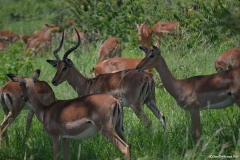 Kruger00504