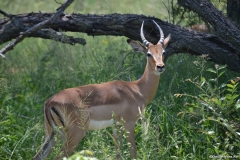 Kruger00569