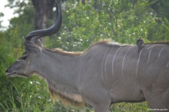 Kruger00384