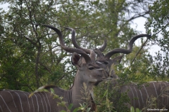 Kruger00404