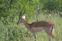 Kruger00437