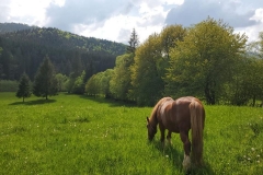 Bucovina00014