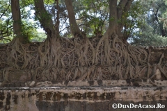Gondar00184