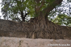 Gondar00190