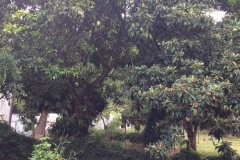 Africa00217
