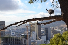 Cape-Town00059