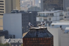 Cape-Town00070